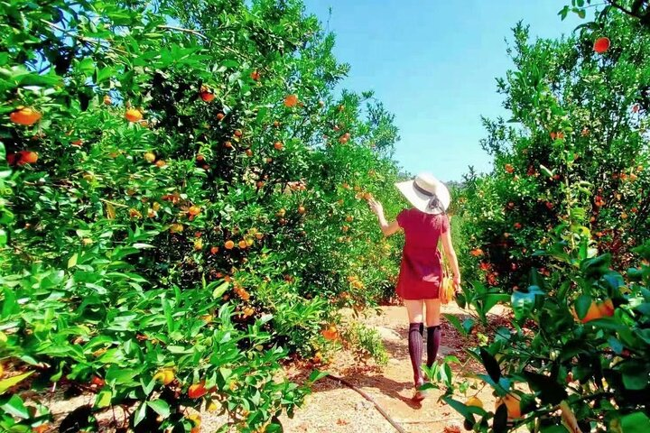 U-Pick - Tangerine and Lemon Picking at Sunmist Tangerine Farm - Photo 1 of 16